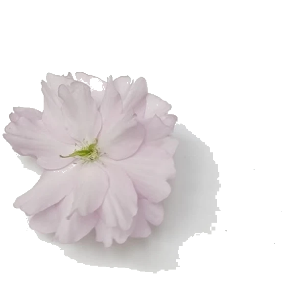 drehende blüte 